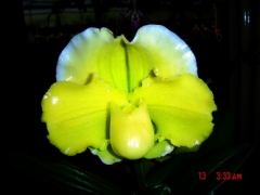 Paph. Pacific Sharmrock